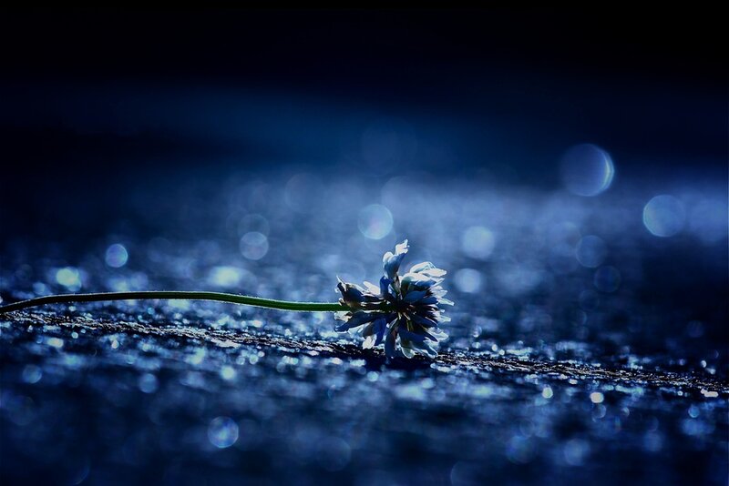 Single Flower on Wet Surface