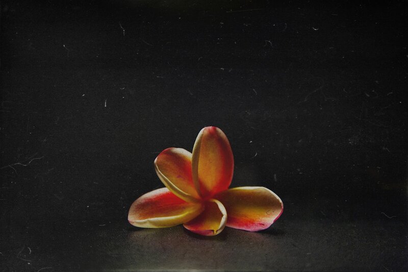 Single Frangipani Flower