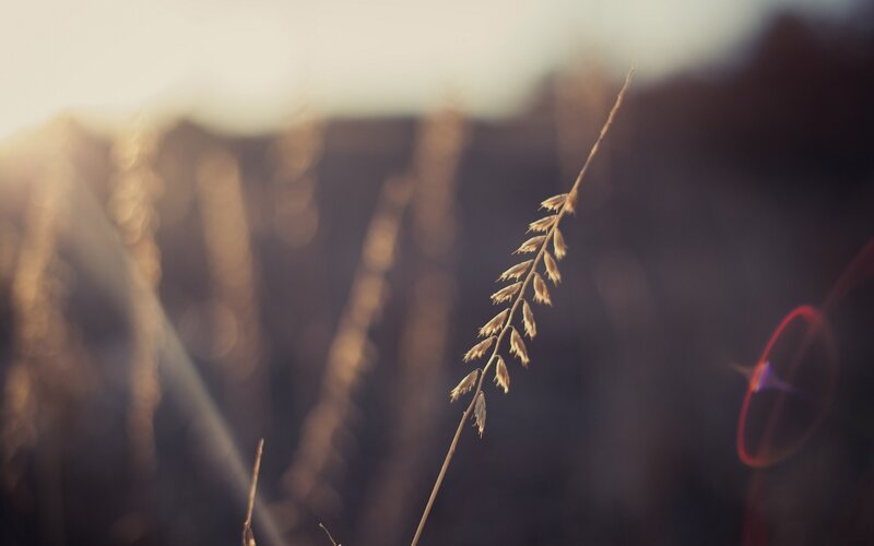 Single Grass Seed Head — Brown