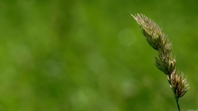 Single Grass Seed Head — Green, Serene, Afternoon