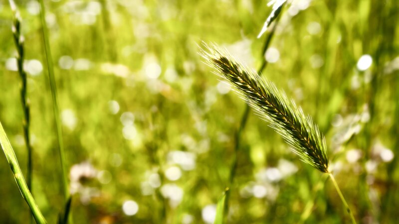 Single Grass Seed Head — Green