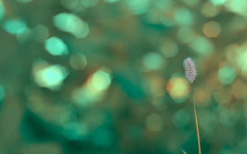 Single grass seed head in focus