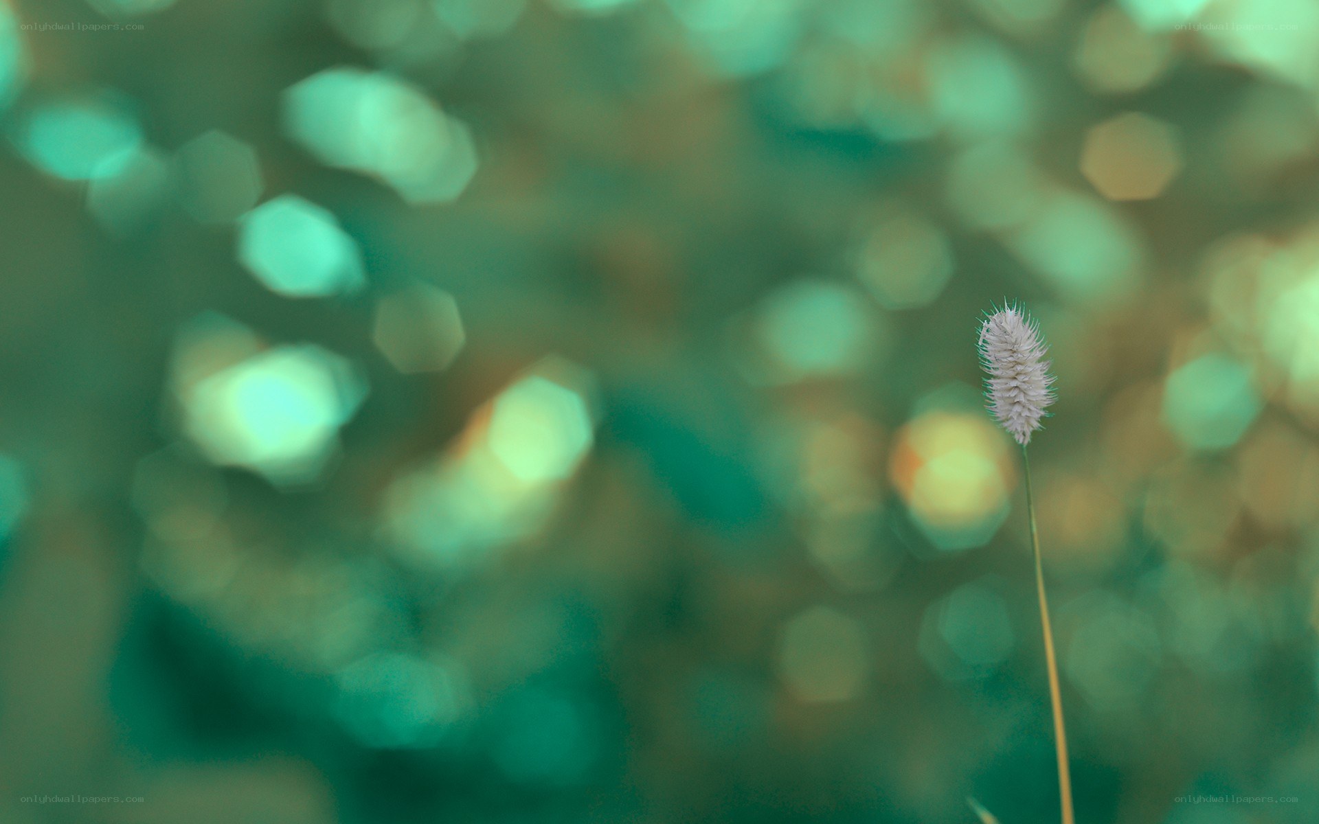 Single grass seed head in focus