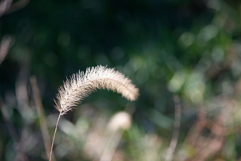 Single grass seed head in sunlight