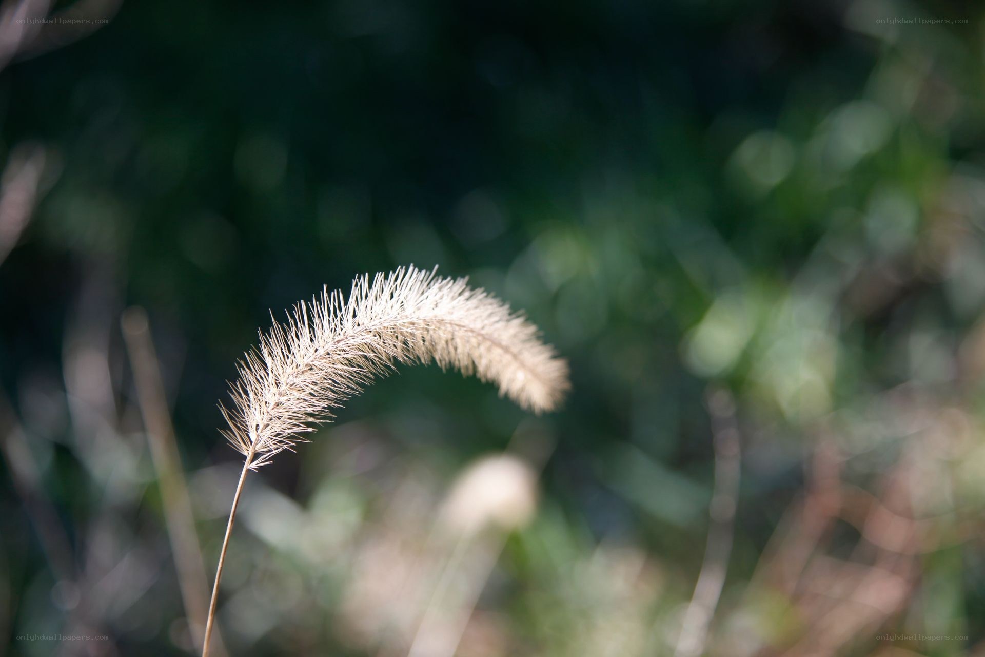 Single grass seed head in sunlight