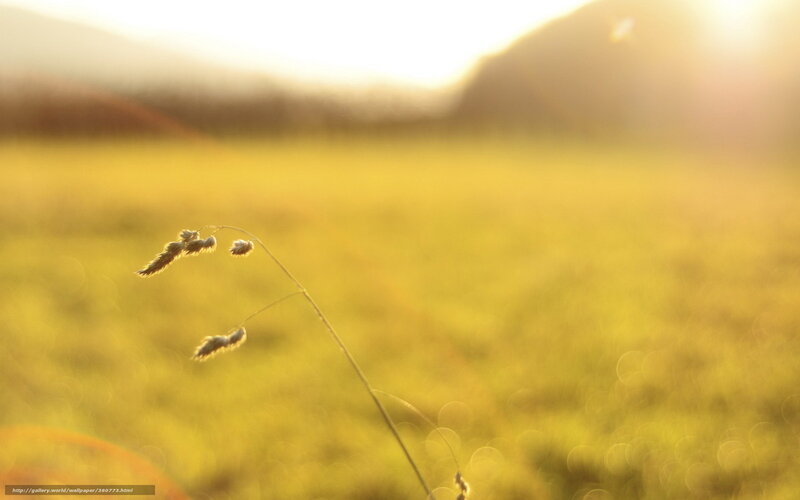 Single Grass Seed Head