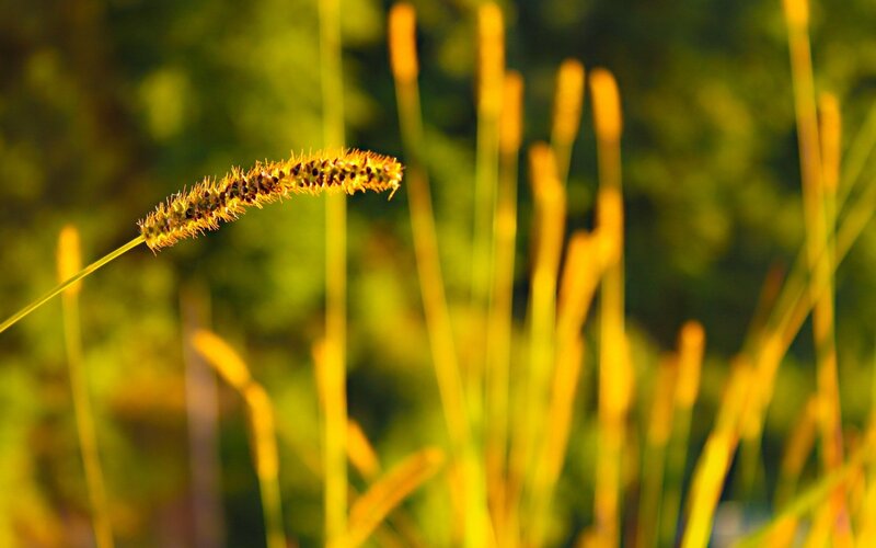 Single Grass Seed Head — Yellow, Serene