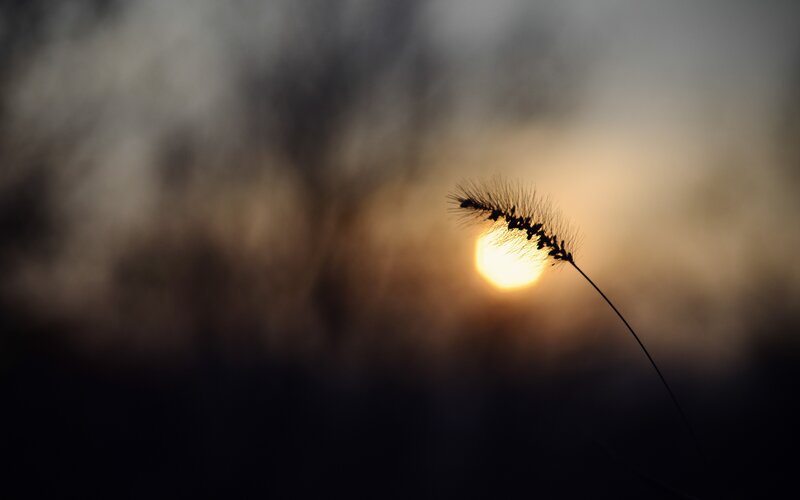 Single Grass Seed Head — Yellow