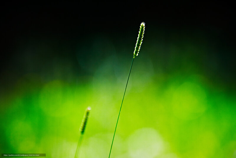 Single Grass Stalk — Green, Serene