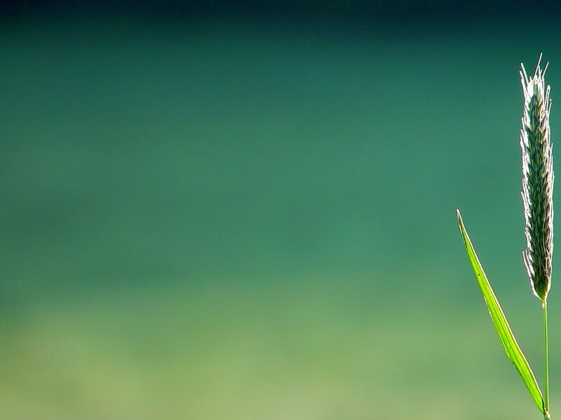 single grass stalk in sunlight