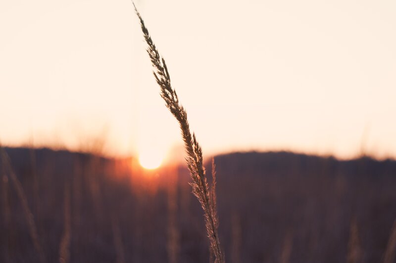 Single Grass Stalk — Orange