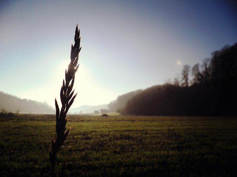 Single Grass Stalk