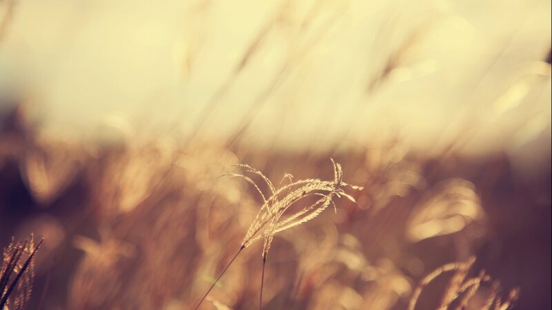 Single Grass Stalk — Yellow