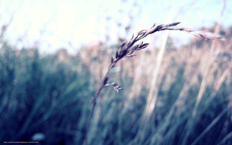 Single Grass Stem — Blue, Serene