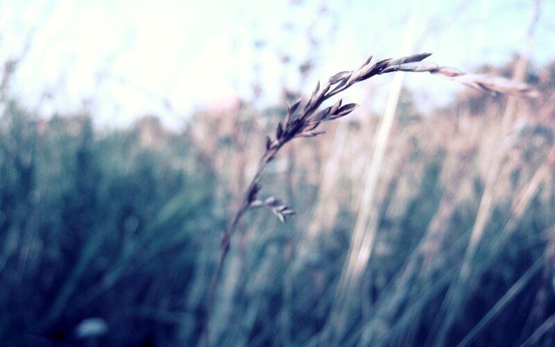 Single Grass Stem — Blue