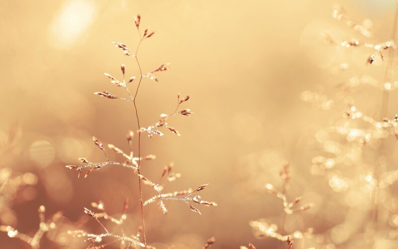 Single Grass Stem — Gold