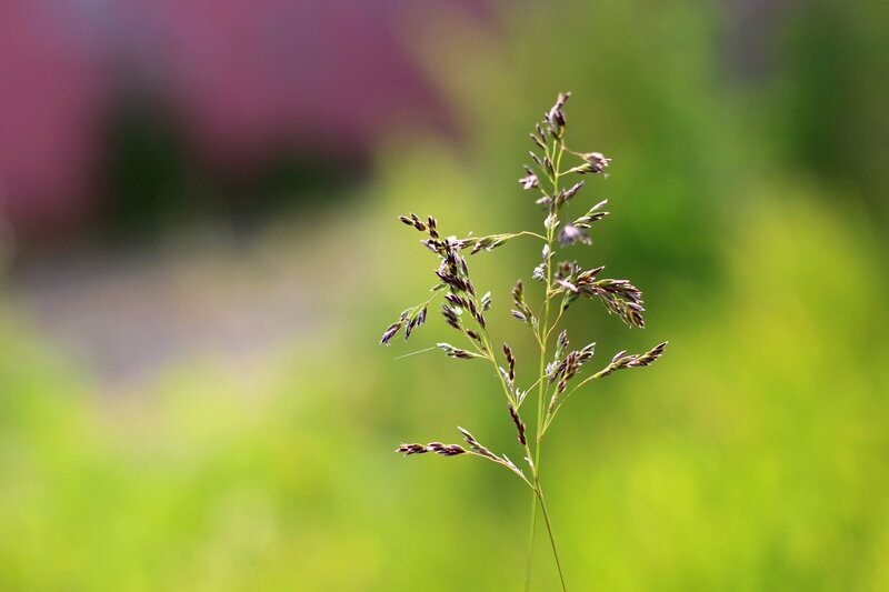 Single Grass Stem — Green, Serene, Afternoon