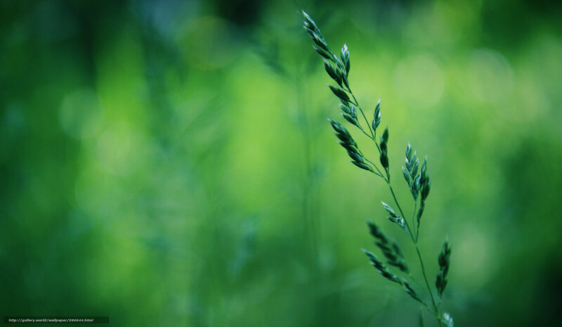 Single Grass Stem — Green, Serene