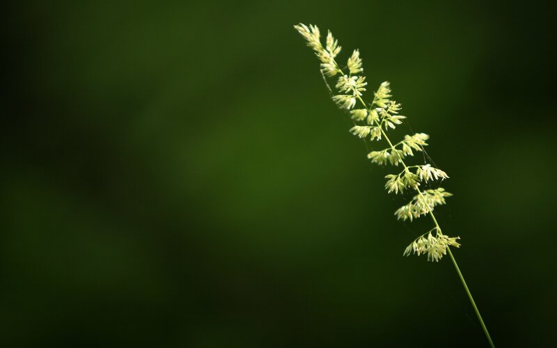 Single Grass Stem — Green