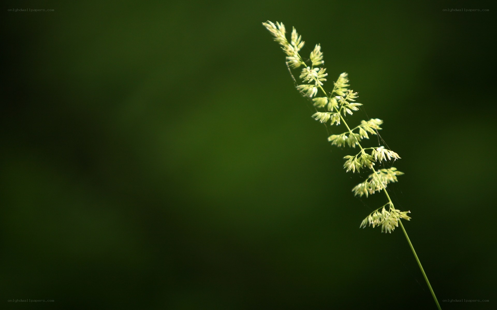 Single grass stem in sunlight