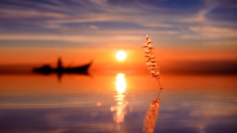 Single Grass Stem in Water