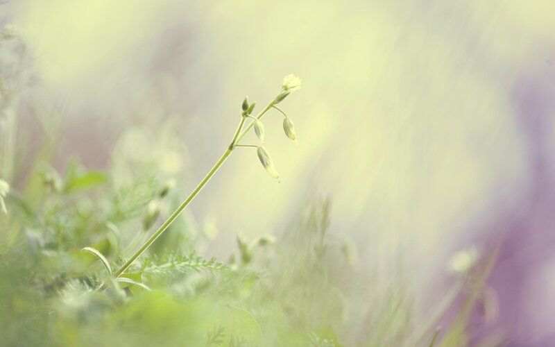 Single Green Flower Stem