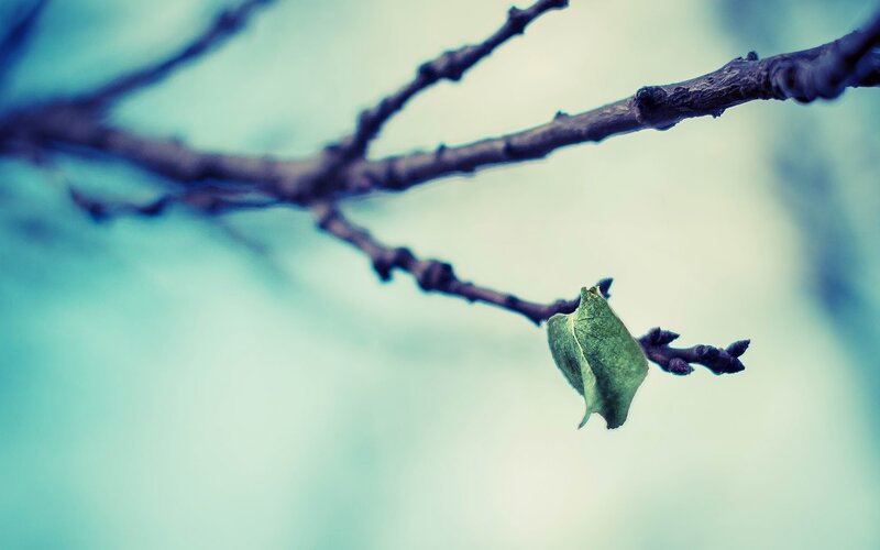 single green leaf on a branch