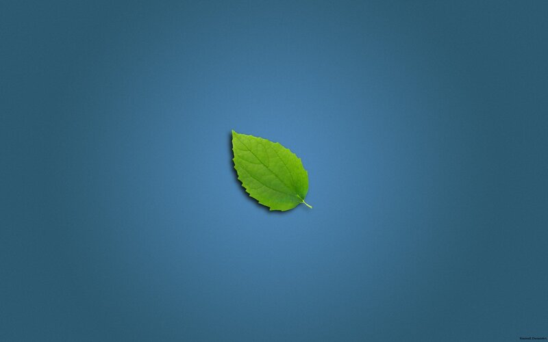 single green leaf on blue