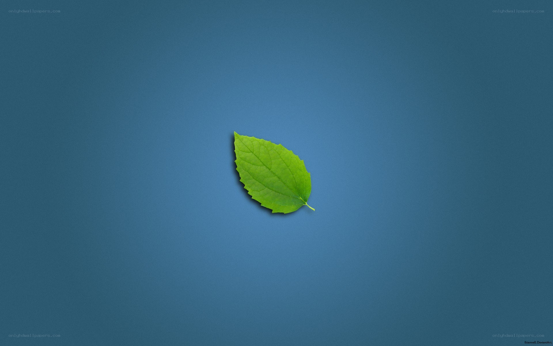 single green leaf on blue