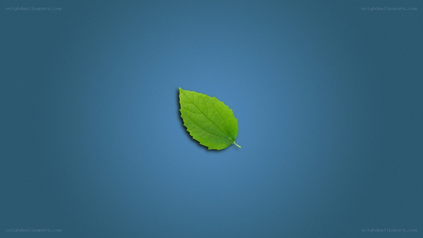 single green leaf on blue
