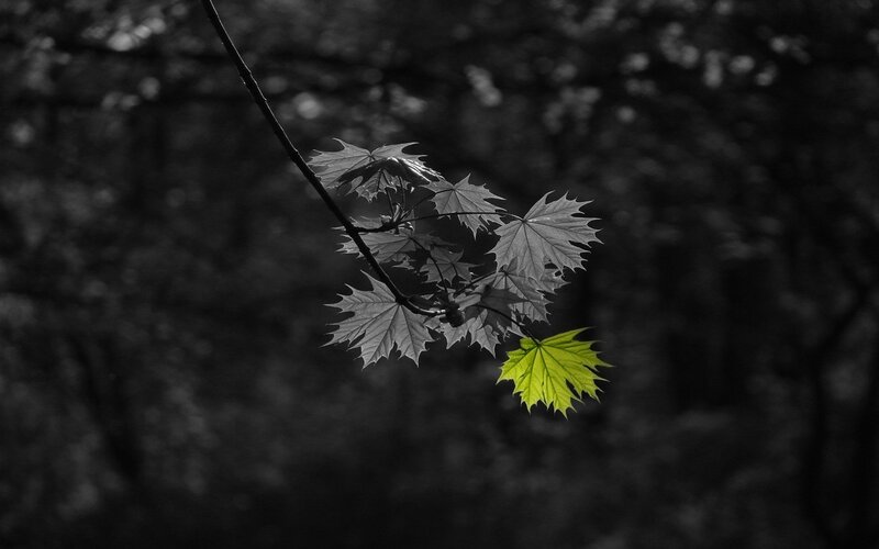 Single Green Leaf on Branch — Dramatic