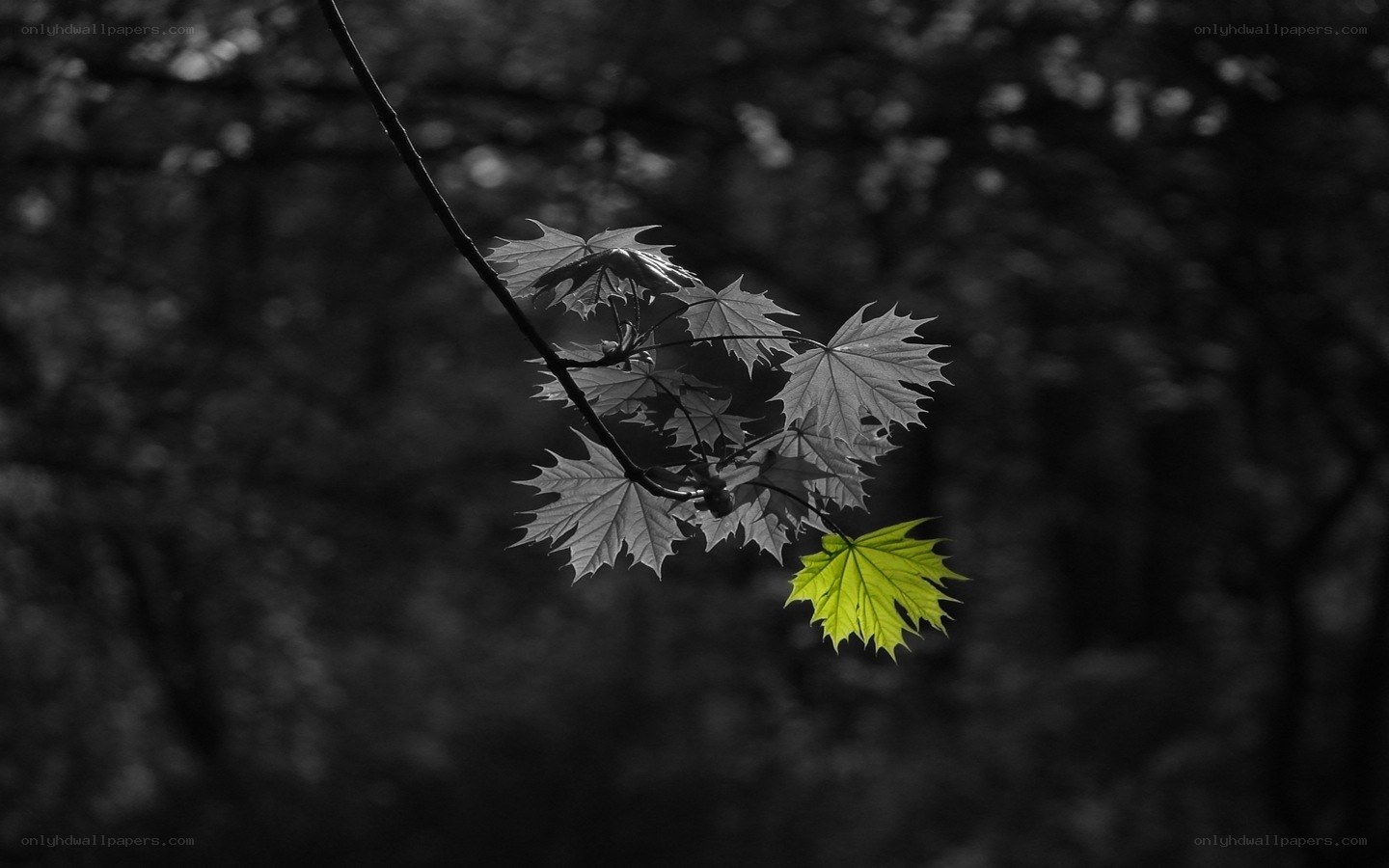 single green leaf on branch