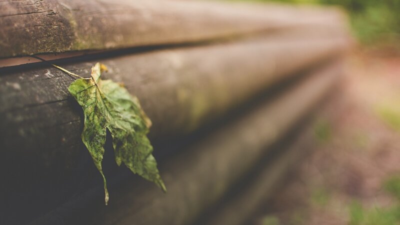 Single Green Leaf on Wood — Calm