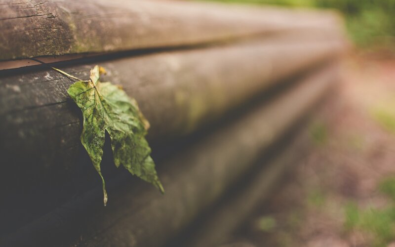 Single Green Leaf on Wood