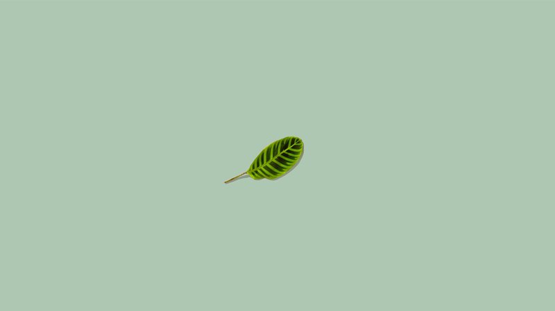 Single Green Leaf — Serene, Photograph