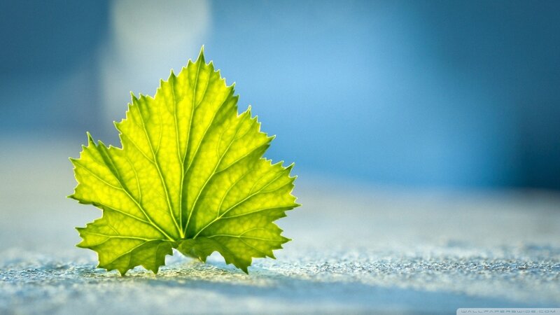 Single Green Leaf — Serene
