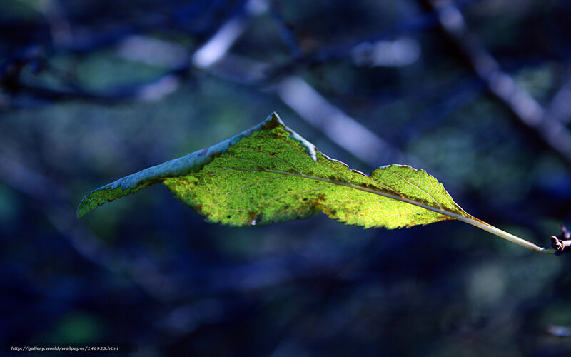 Single Green Leaf