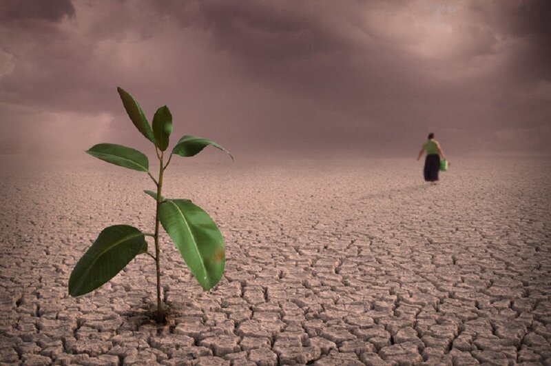 Single Green Plant