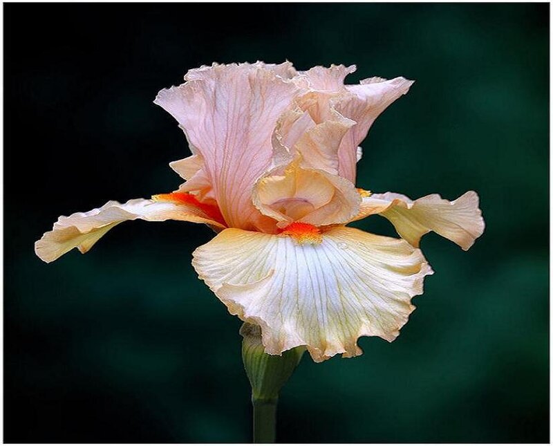 Single Iris Flower