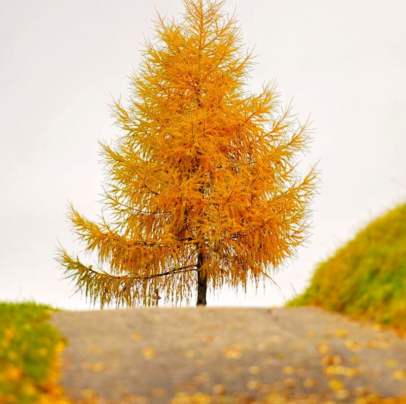 Single Larch Tree