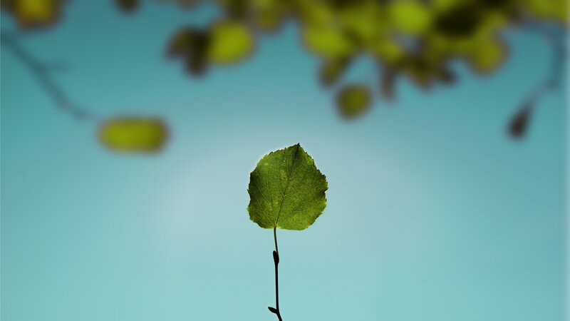 single leaf against blue sky