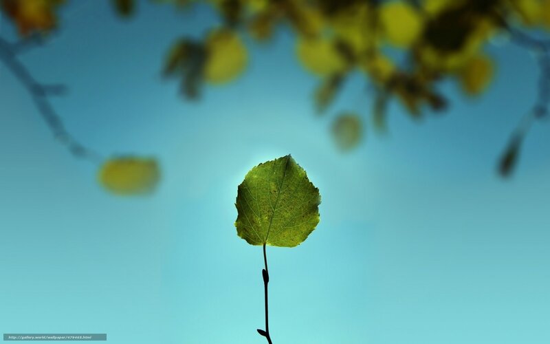 single leaf against blue sky
