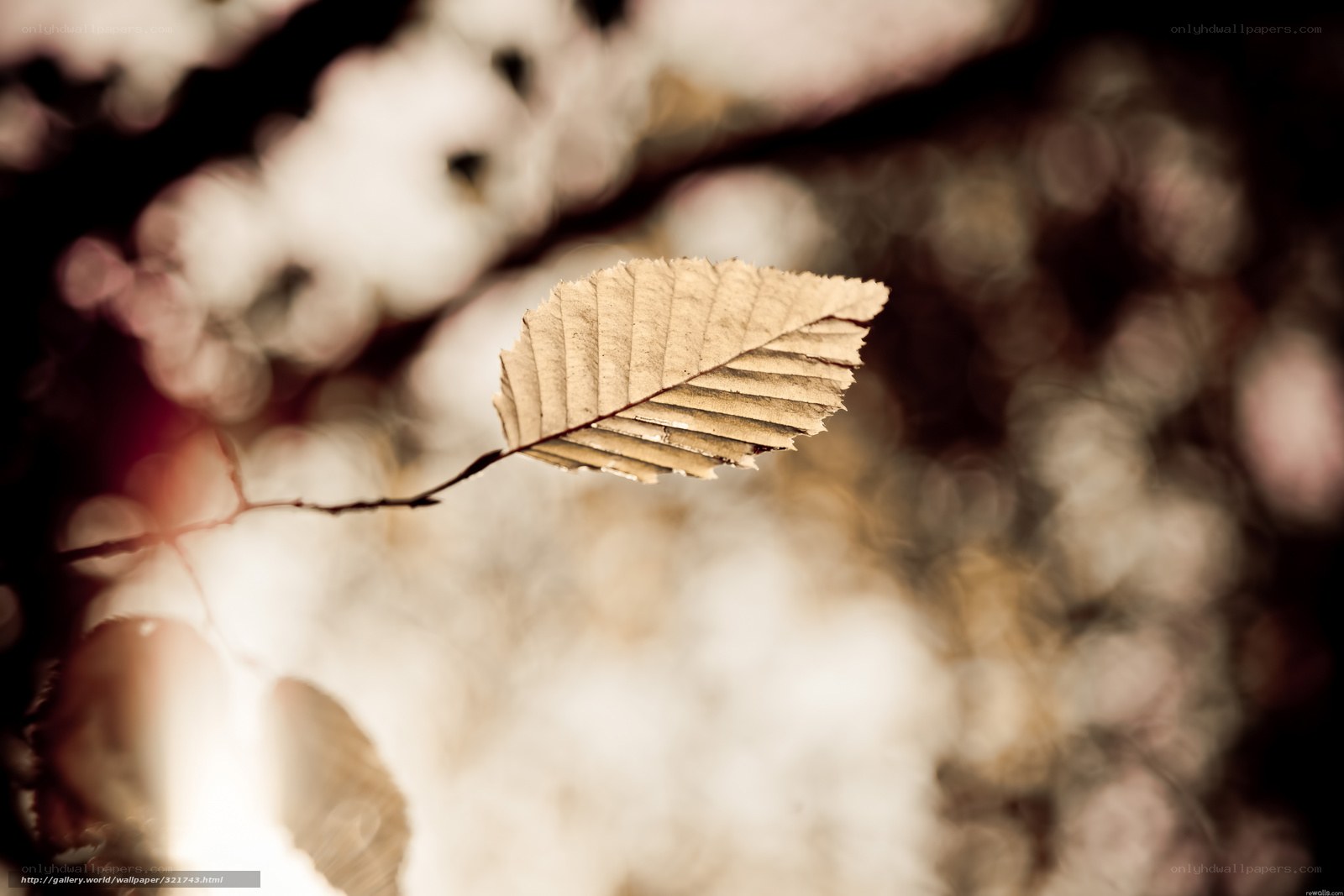 Single leaf in autumn light
