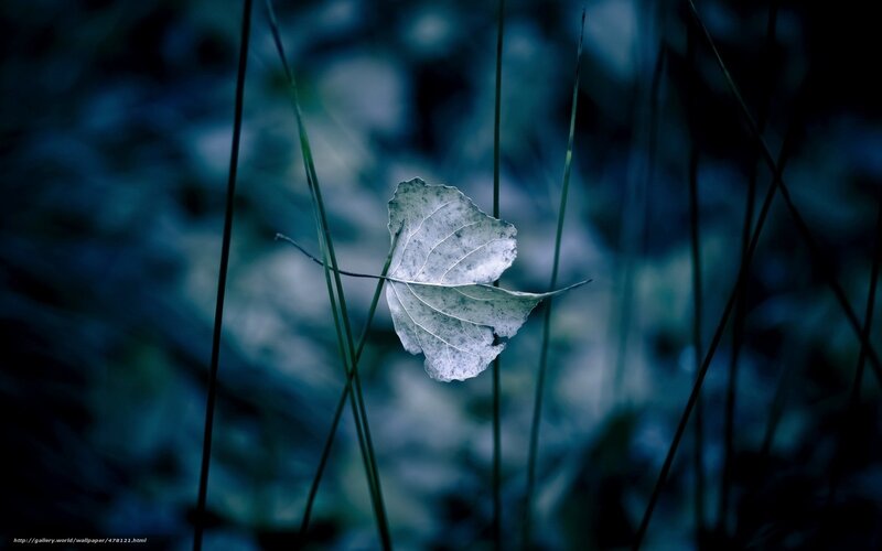 single leaf in blue light