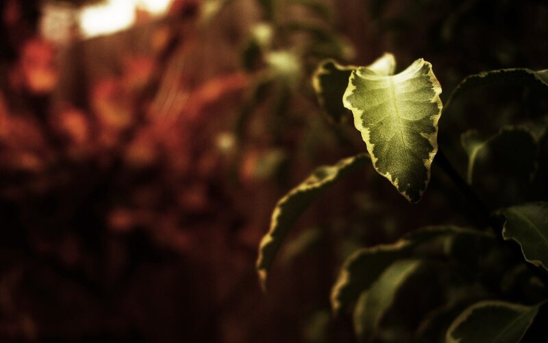 Single Leaf in Focus