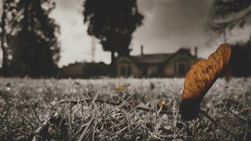 Single Leaf in Grass