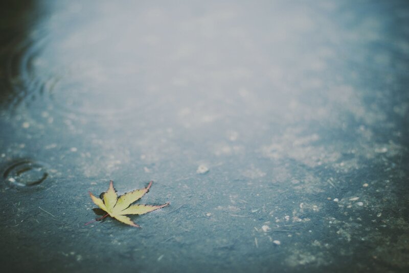 Single Leaf in Puddle