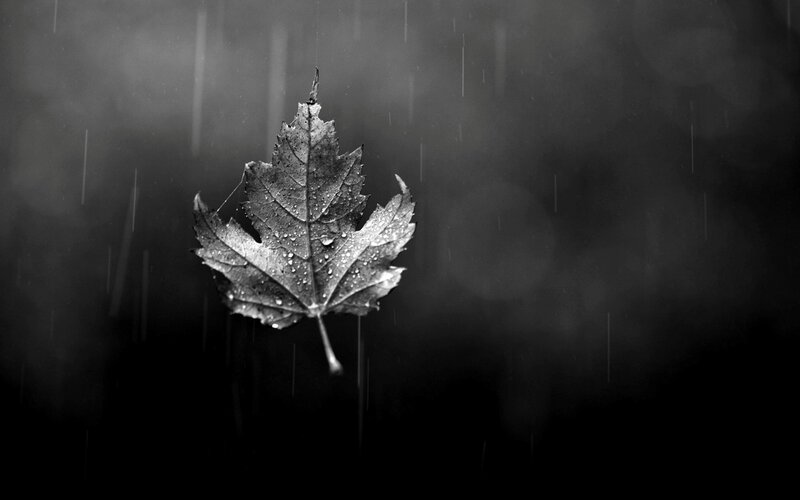 Single Leaf in Rain