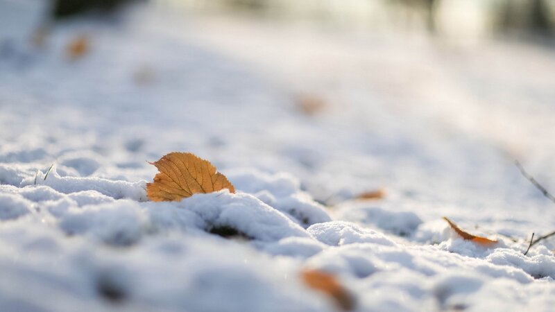 Single Leaf in Snow — White, Serene