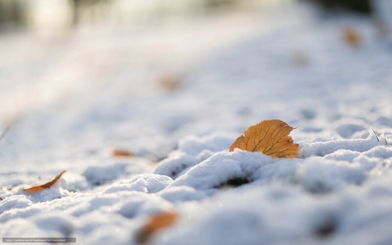 Single Leaf in Snow — White, Serene, Winter